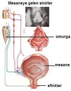 mesane nasıl çalışır