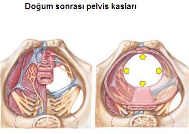 doğum sonrası pelvik kasları doğum sonrası pelvik kasları
